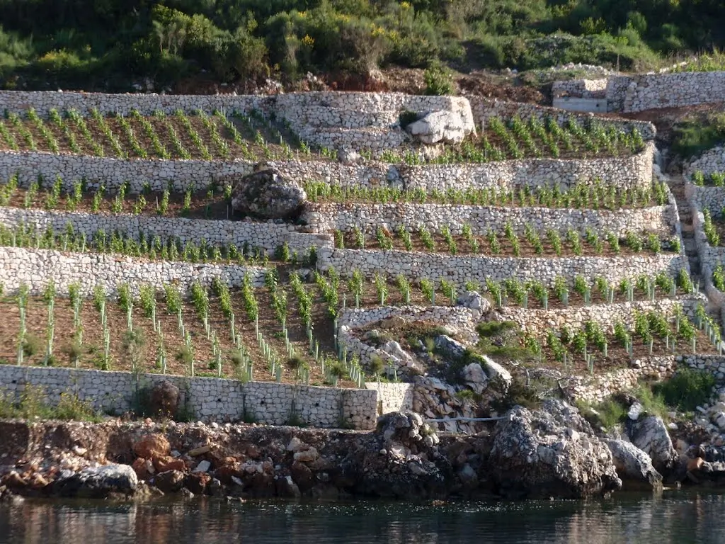 Tradicionalni vinogradi na Peljescu